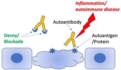 Autoantibody:Autoantigen Competitor Decoys: Application to Cardiac Phenotypes